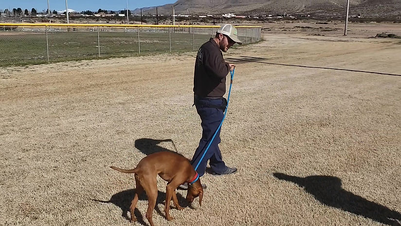 basic leash training 1 - ver 2